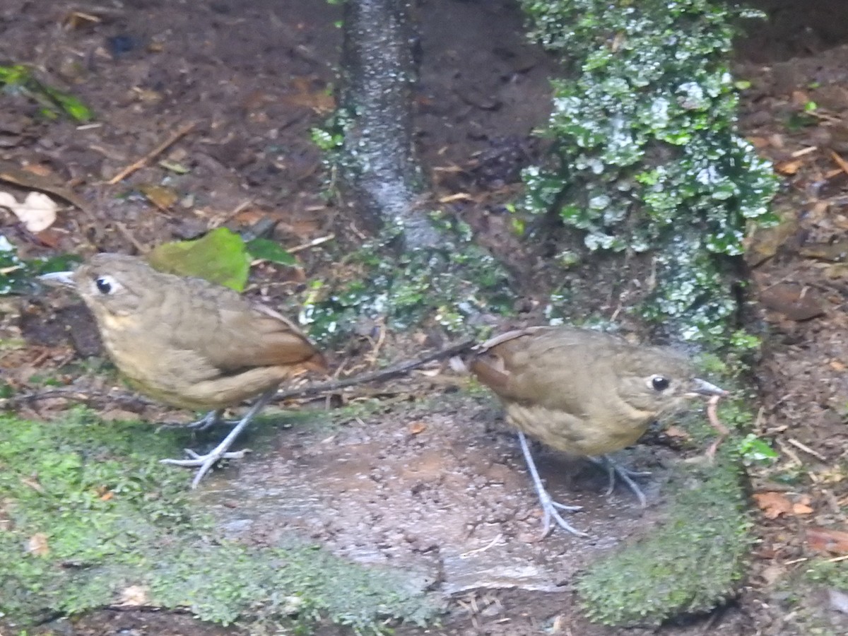 Plain-backed Antpitta - ML637622330