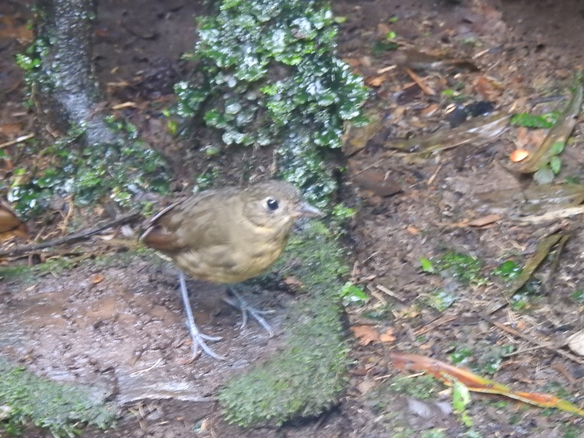 Plain-backed Antpitta - ML637622337