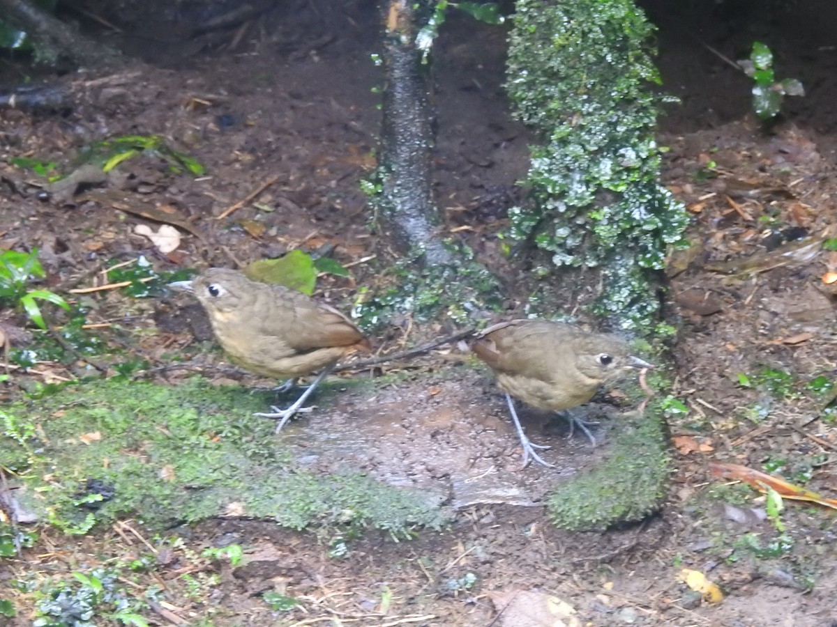Plain-backed Antpitta - ML637622342