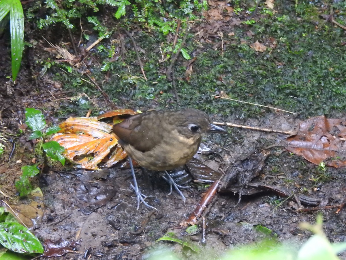 Plain-backed Antpitta - ML637622343