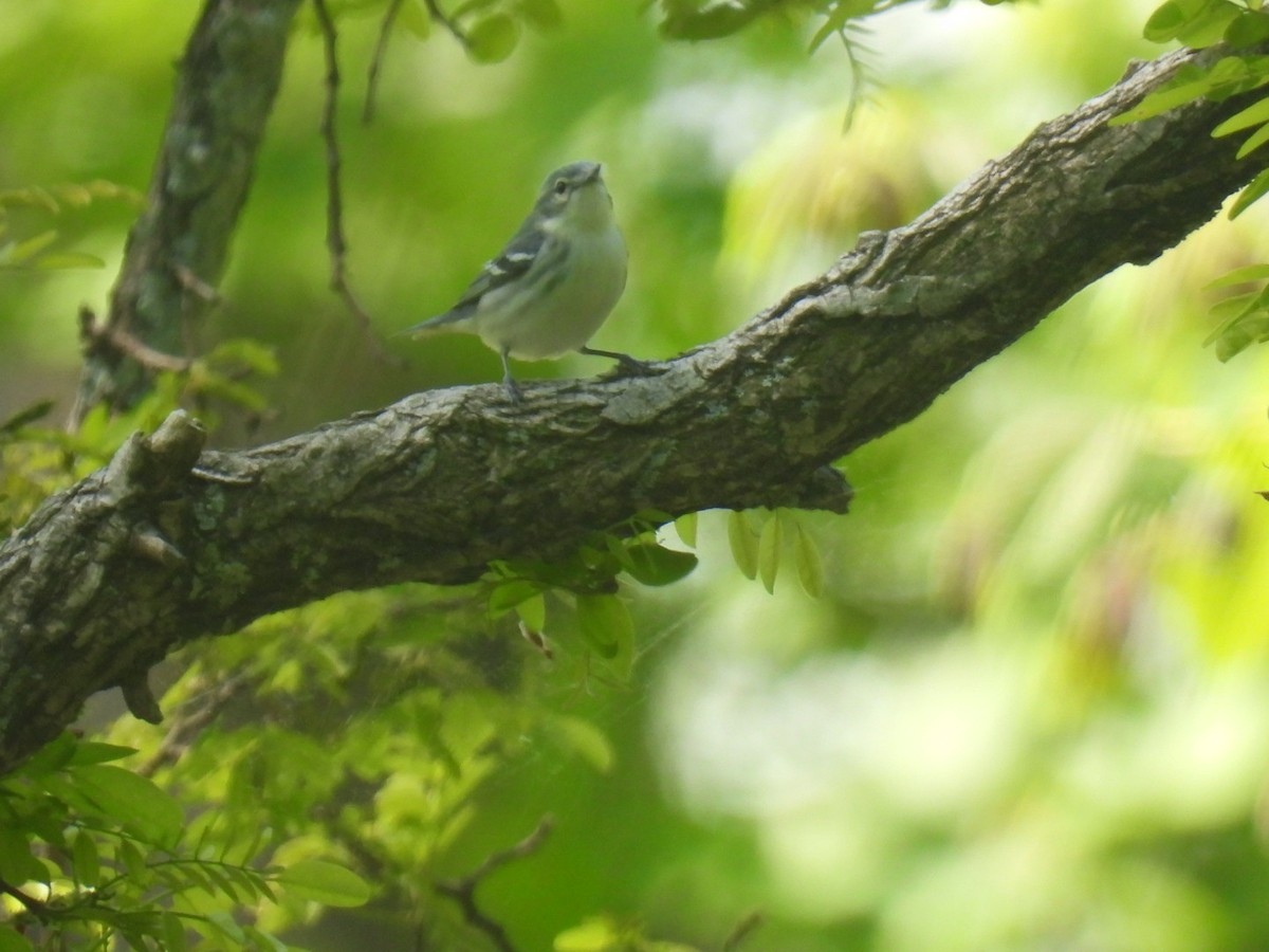 Cerulean Warbler - ML637622396