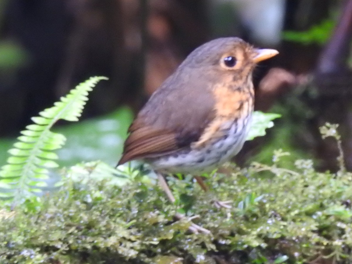 Ochre-breasted Antpitta - ML637622398