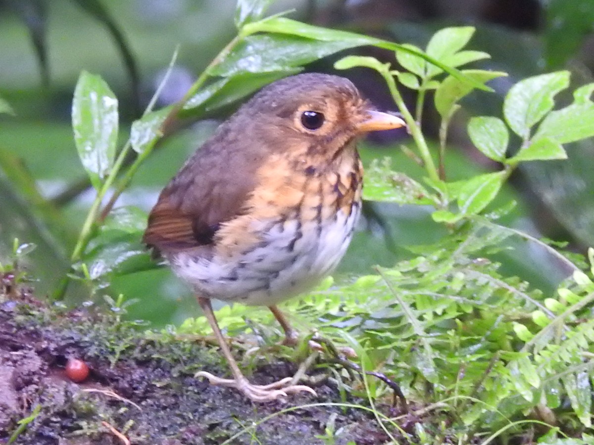 Ochre-breasted Antpitta - ML637622399