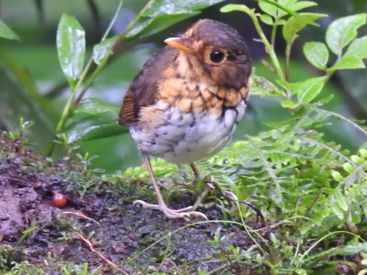 Ochre-breasted Antpitta - ML637622400