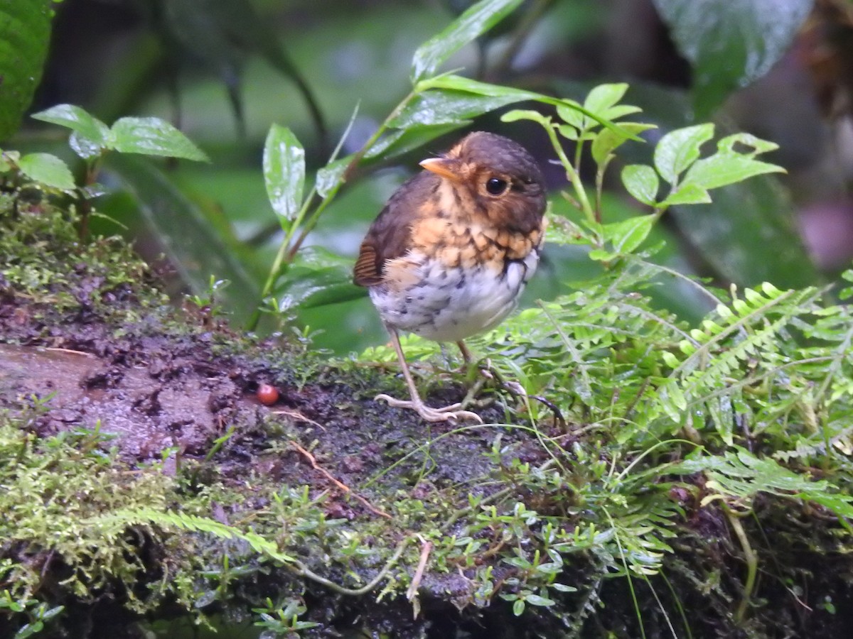 Ochre-breasted Antpitta - ML637622402