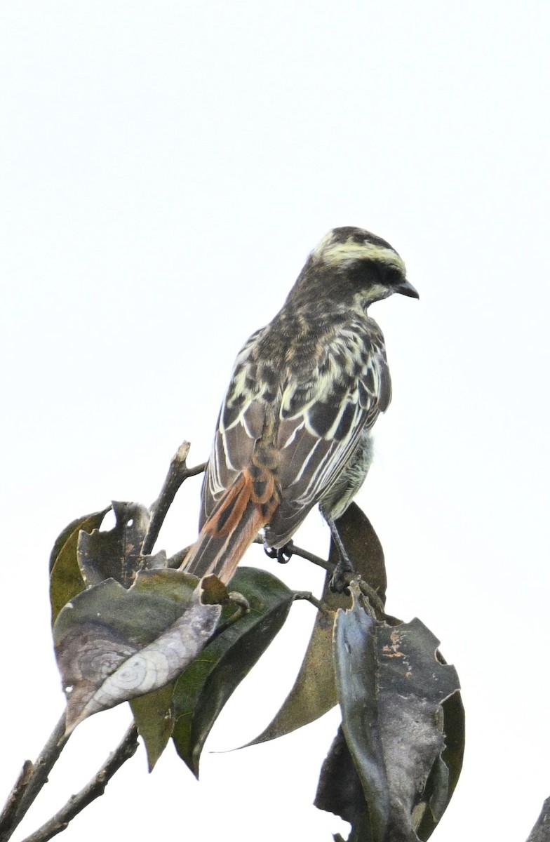Piratic Flycatcher - ML637622403