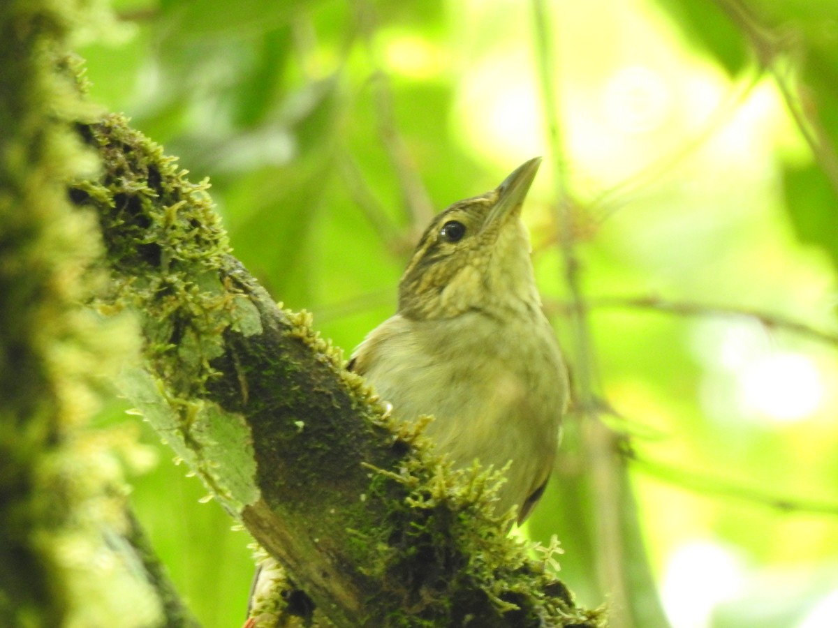 Rufous-tailed Foliage-gleaner - ML637622436