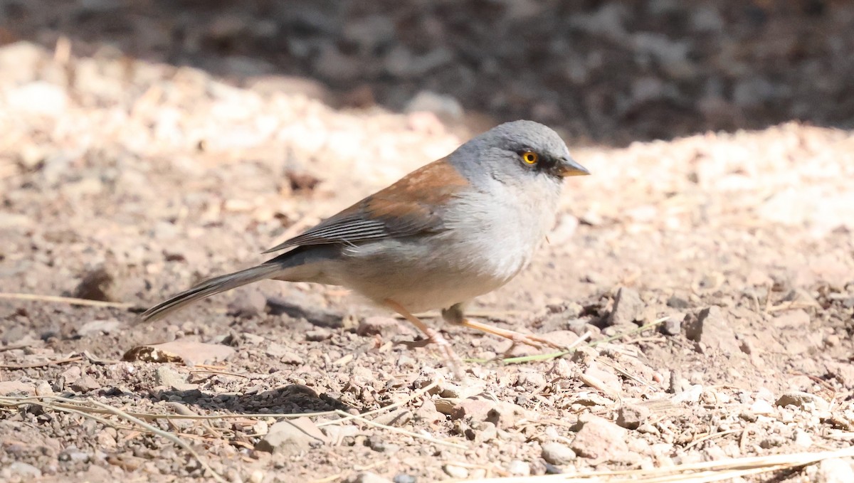 Yellow-eyed Junco - ML637622438