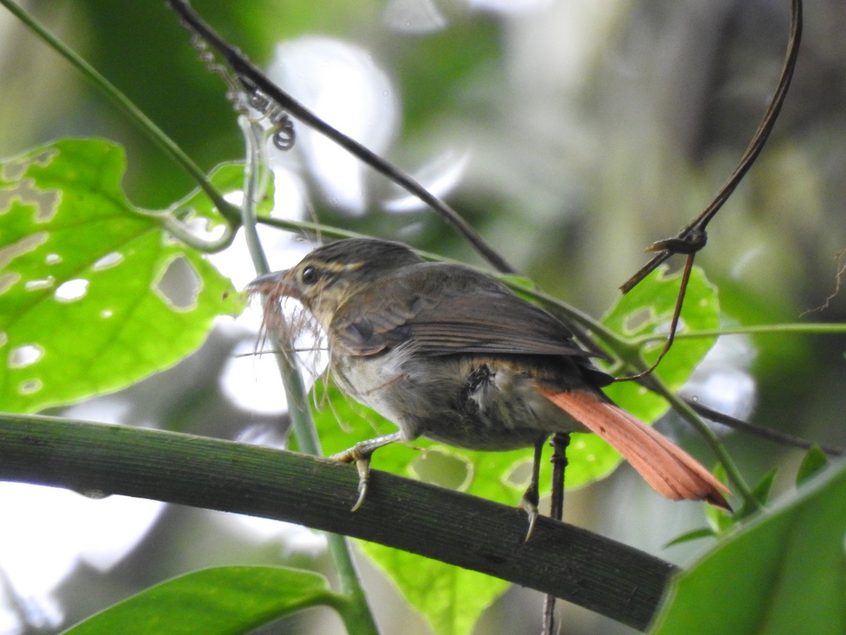 Rufous-tailed Foliage-gleaner - ML637622439