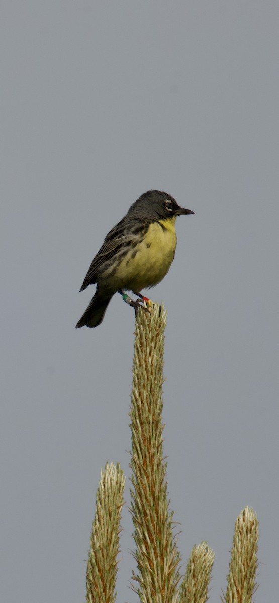 Kirtland's Warbler - ML637622442