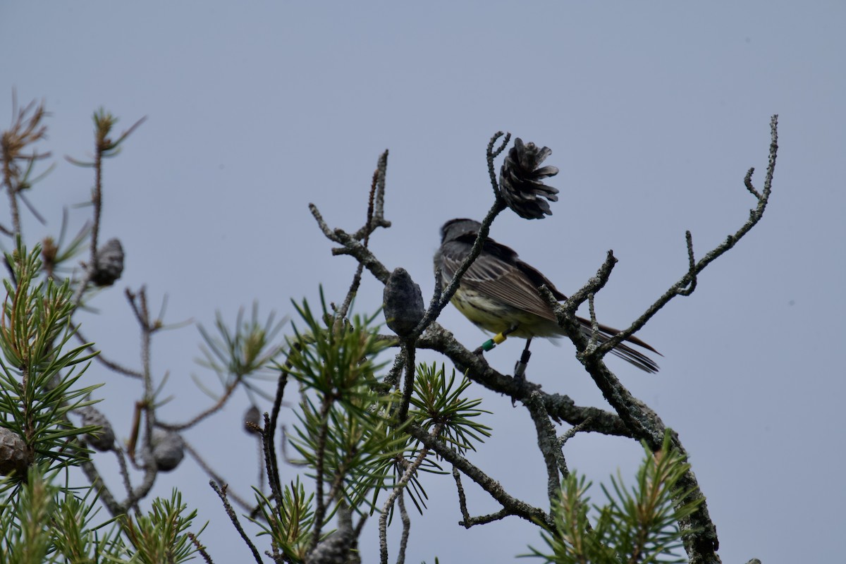 Kirtland's Warbler - ML637622444