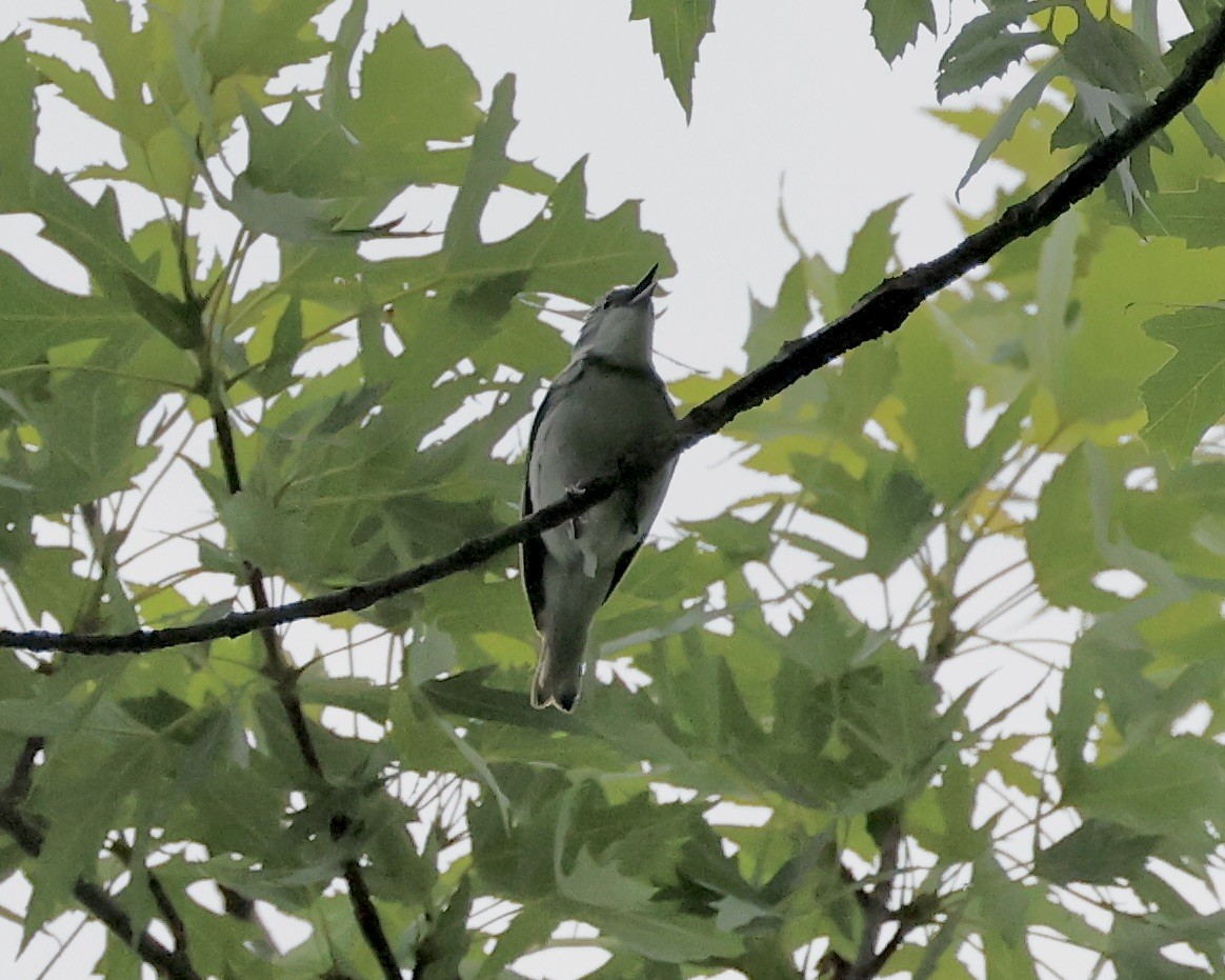 Paruline azurée - ML637622481