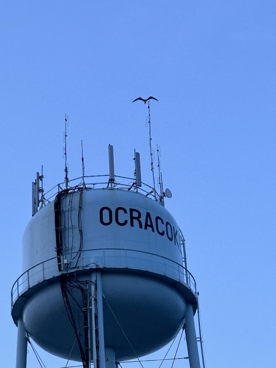 Magnificent Frigatebird - ML637622495