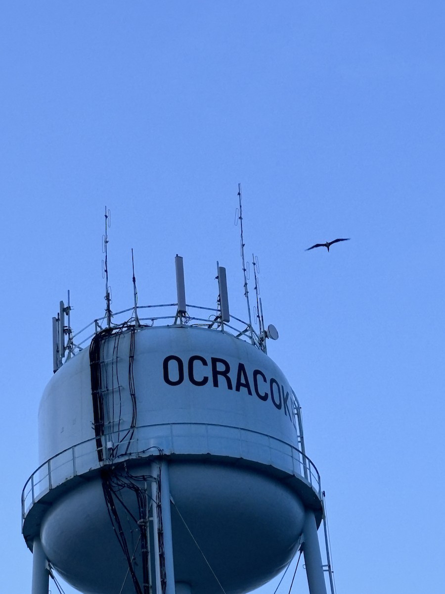 Magnificent Frigatebird - ML637622496