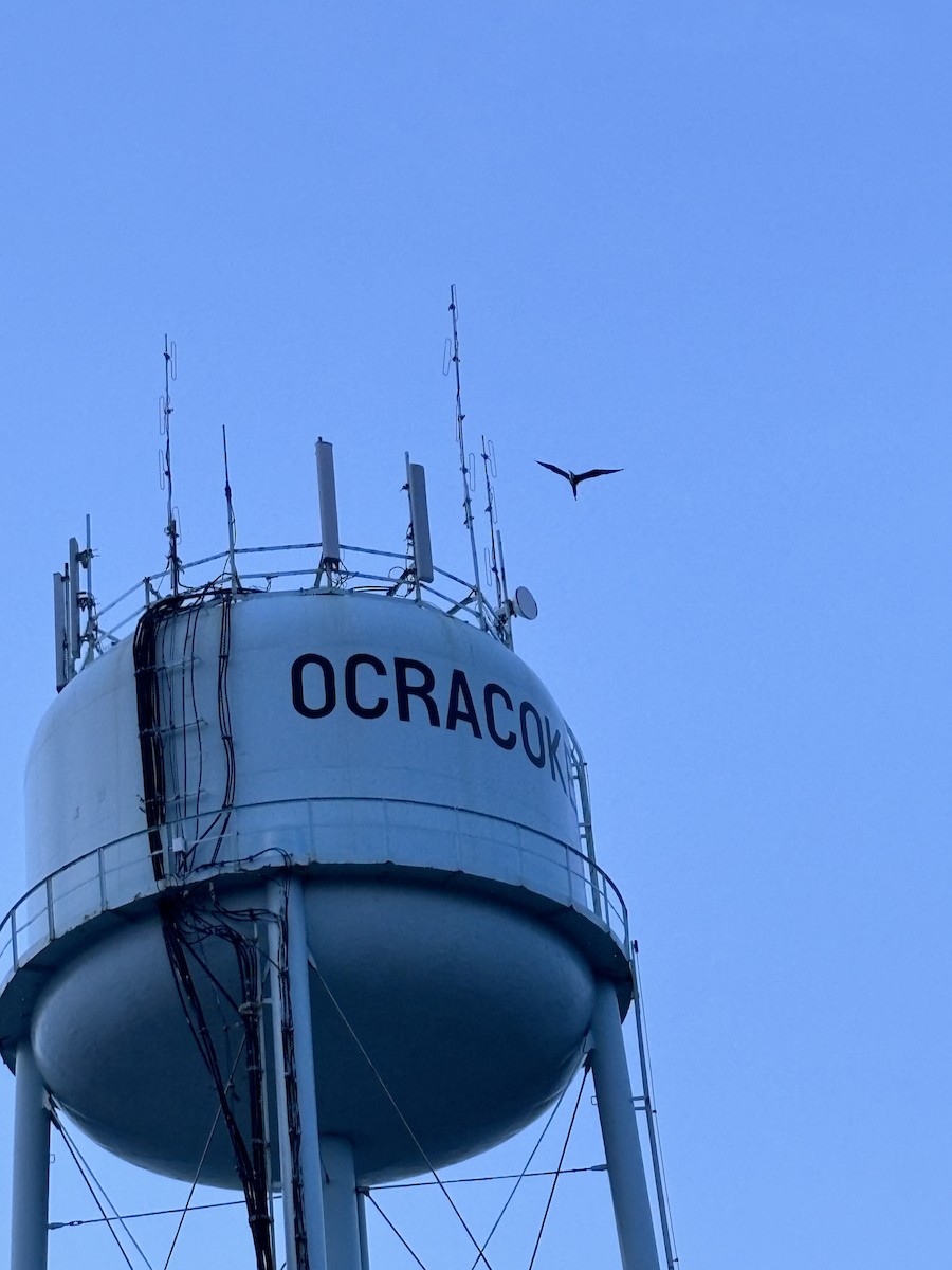Magnificent Frigatebird - ML637622497