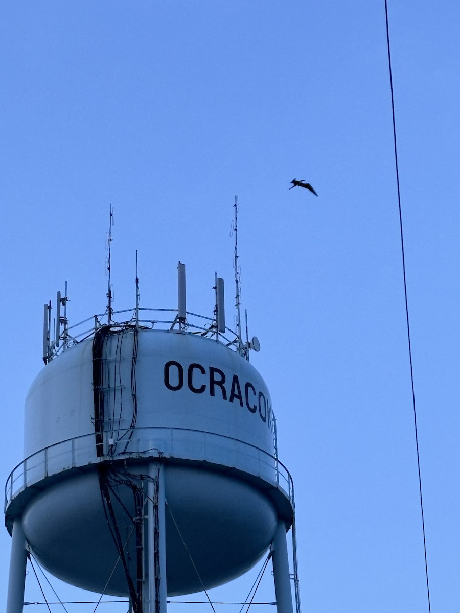 Magnificent Frigatebird - ML637622498