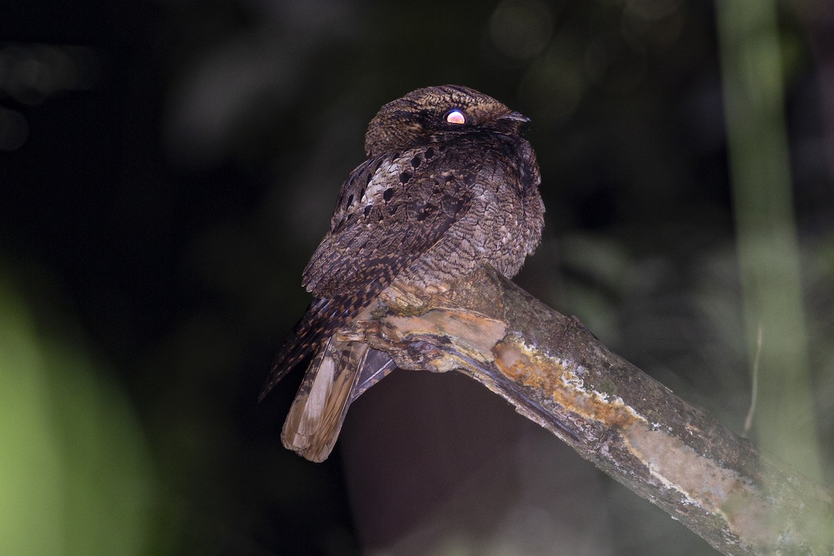 Rufous Nightjar - ML637622501