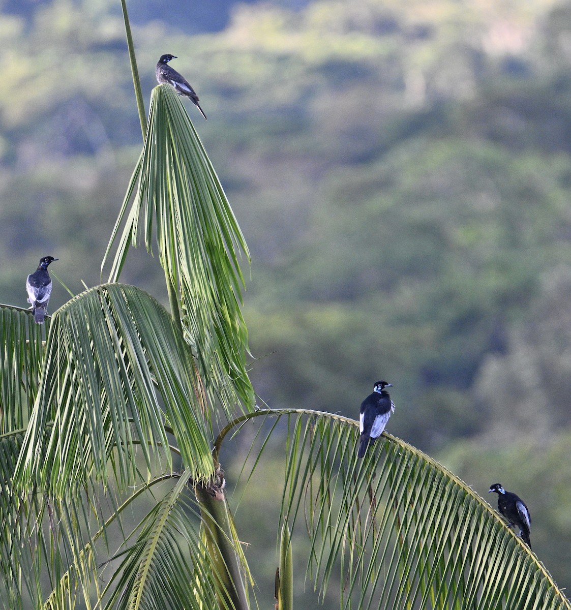 Bare-necked Fruitcrow - ML637622531