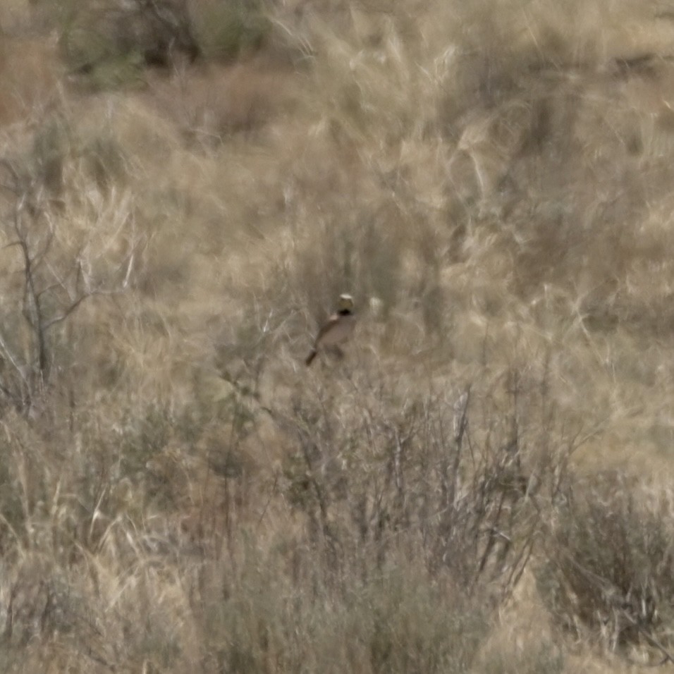 Horned Lark - ML637622566