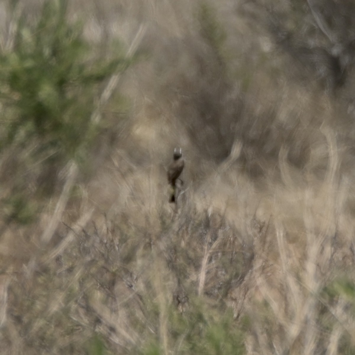 Horned Lark - ML637622567