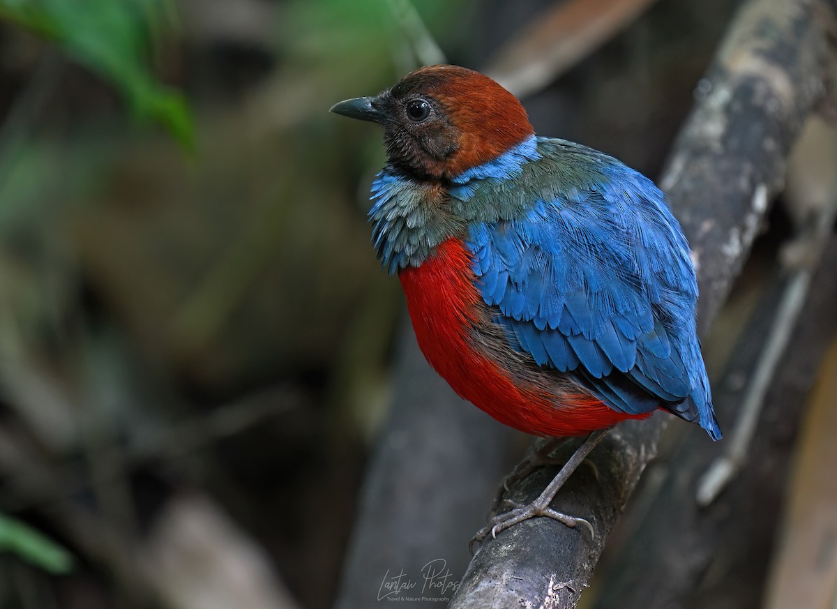 Philippine Pitta - ML637622601