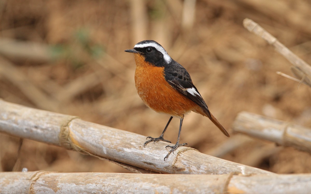 Moussier's Redstart - Christoph Moning