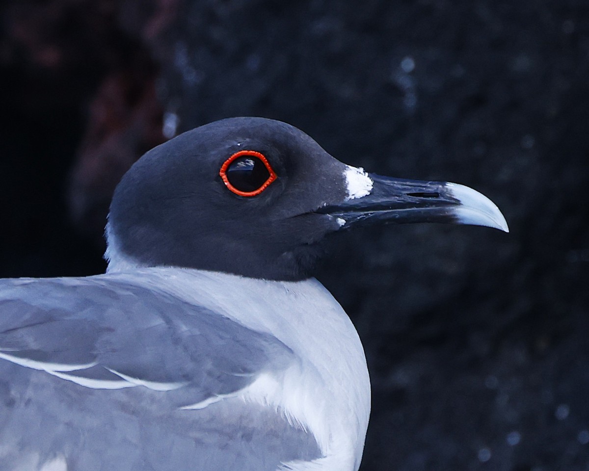 アカメカモメ - ML637622628