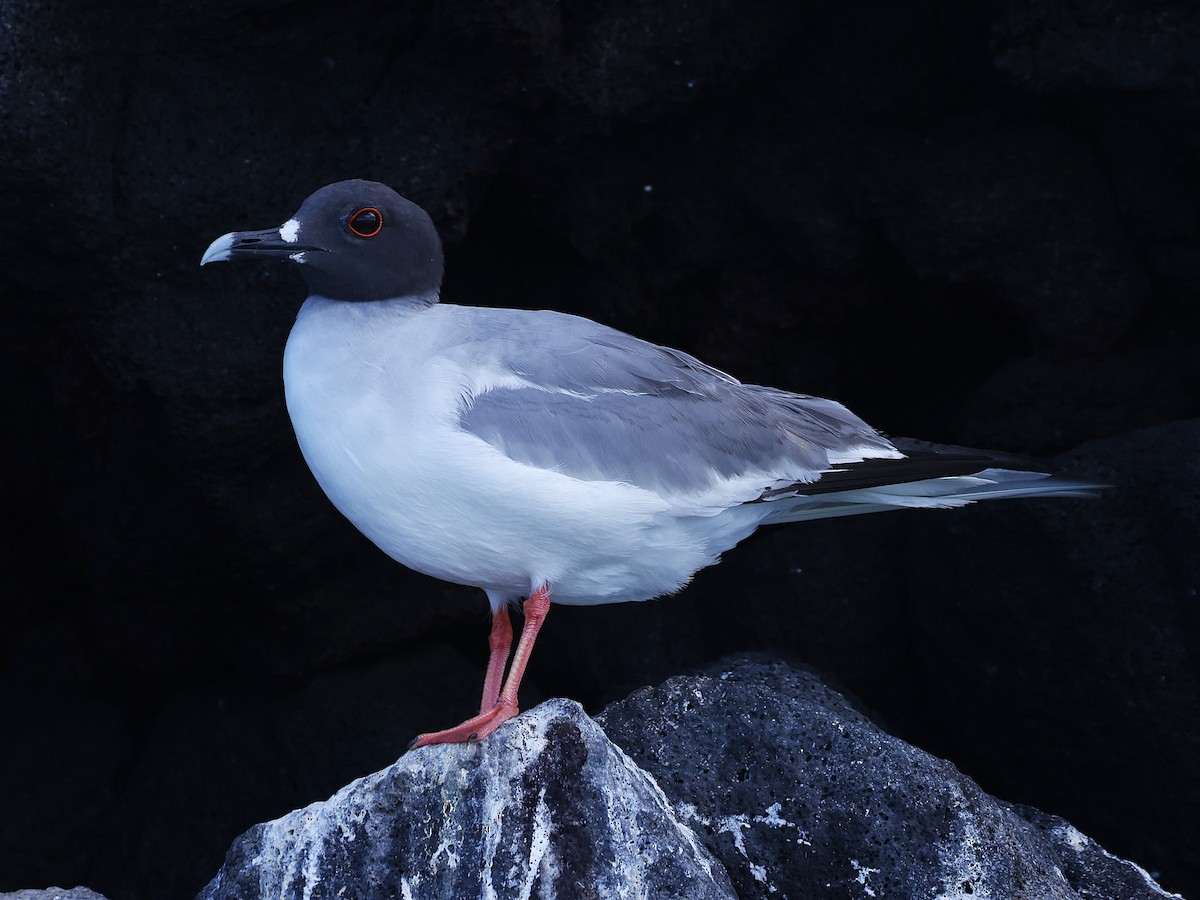 アカメカモメ - ML637622629