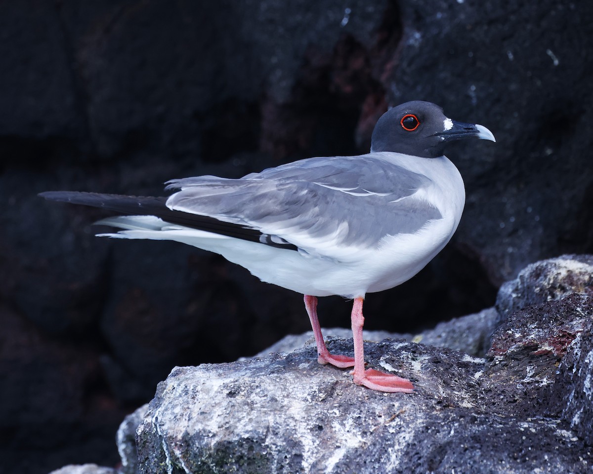 アカメカモメ - ML637622630