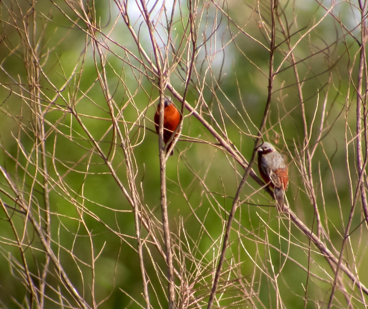 Dark-throated Seedeater - ML637622665