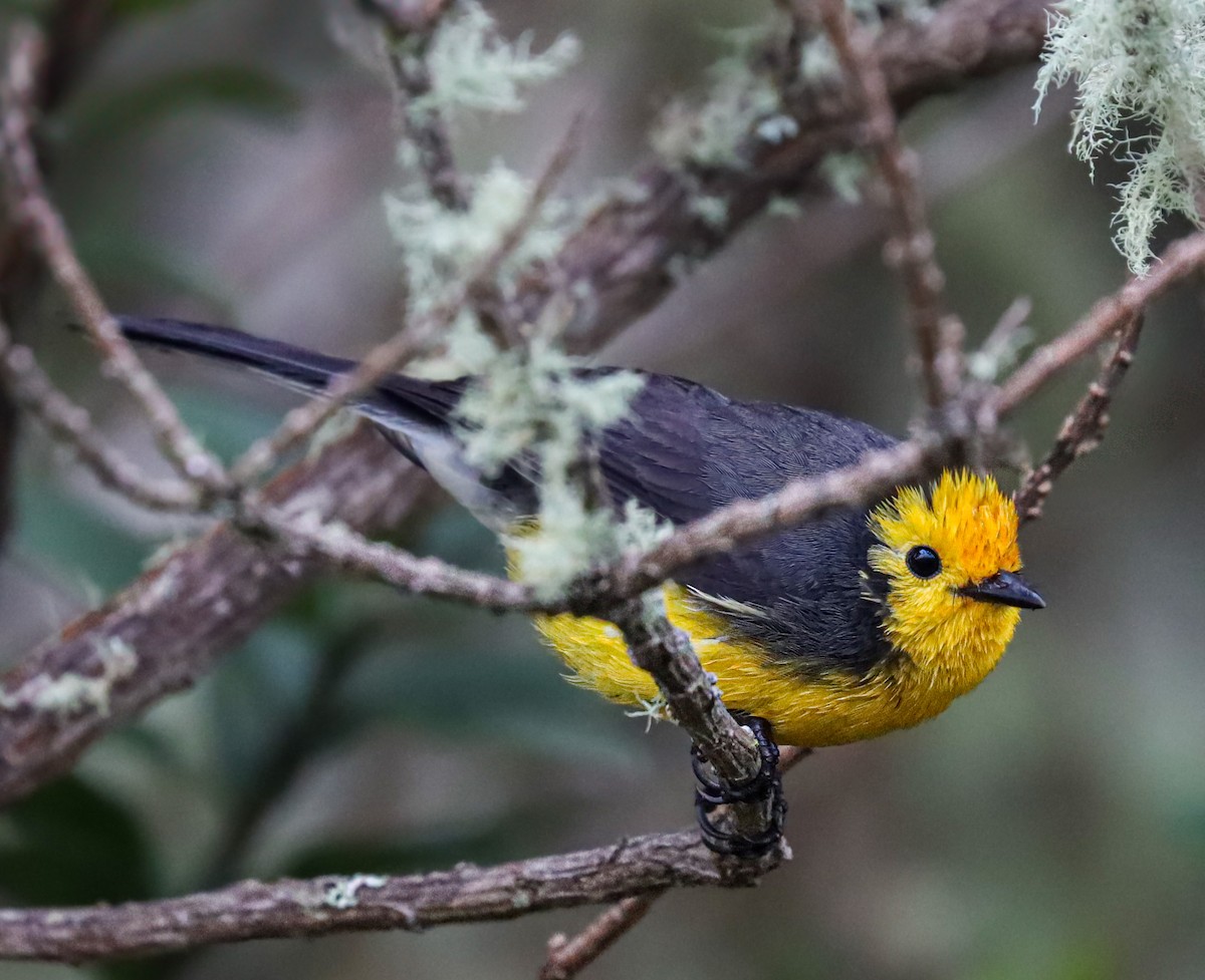 Golden-fronted Redstart - ML637622694