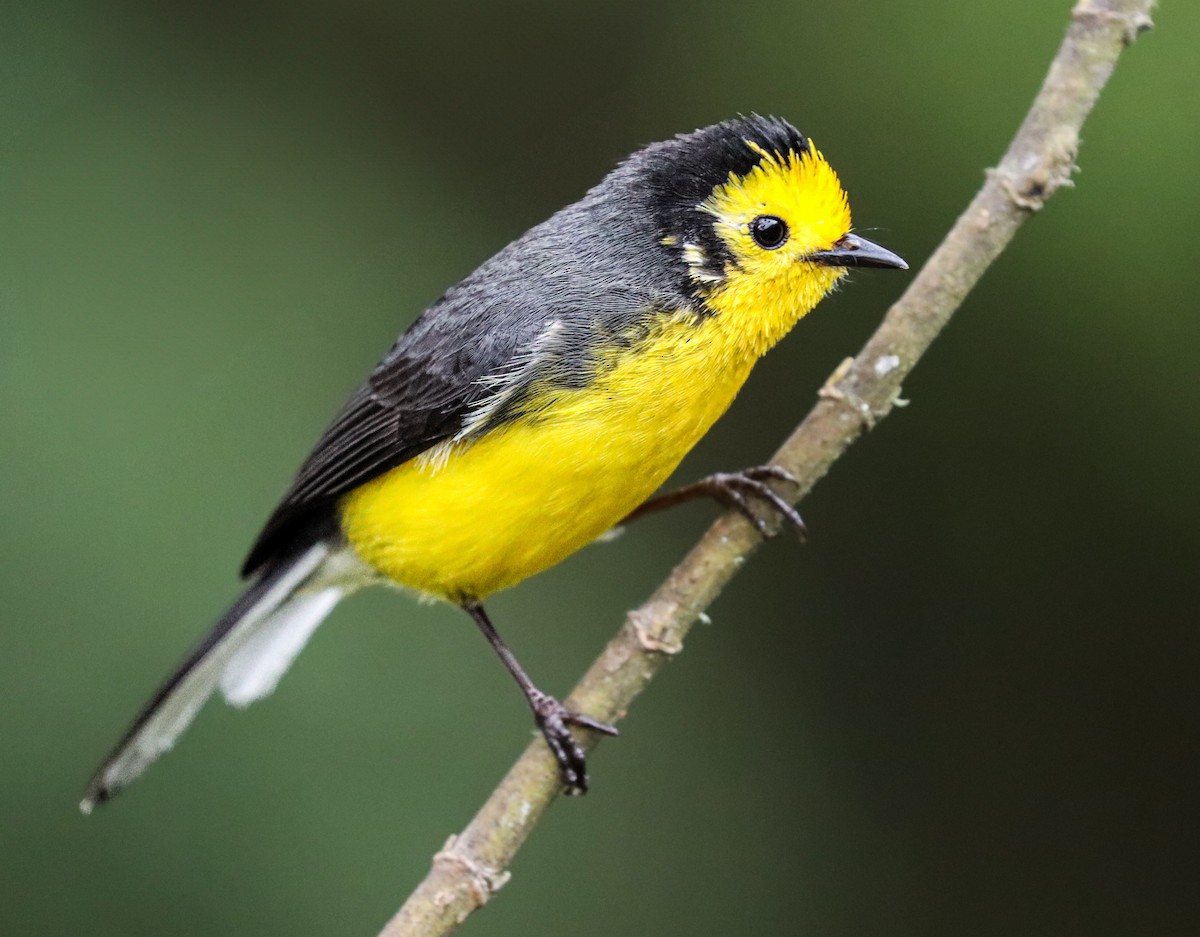 Golden-fronted Redstart - ML637622695