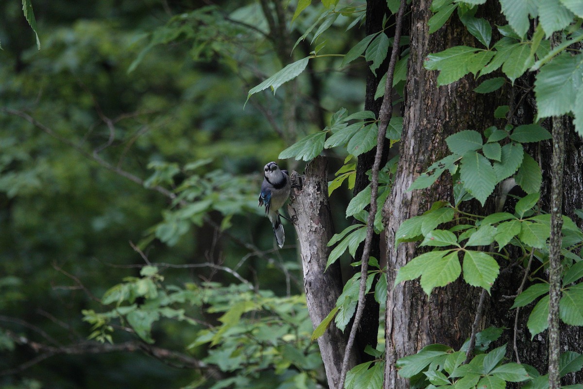 Blue Jay - ML637622774
