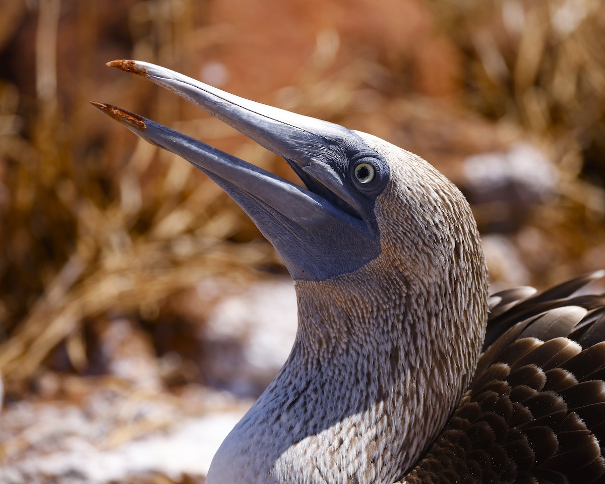 Blue-footed Booby - ML637622869