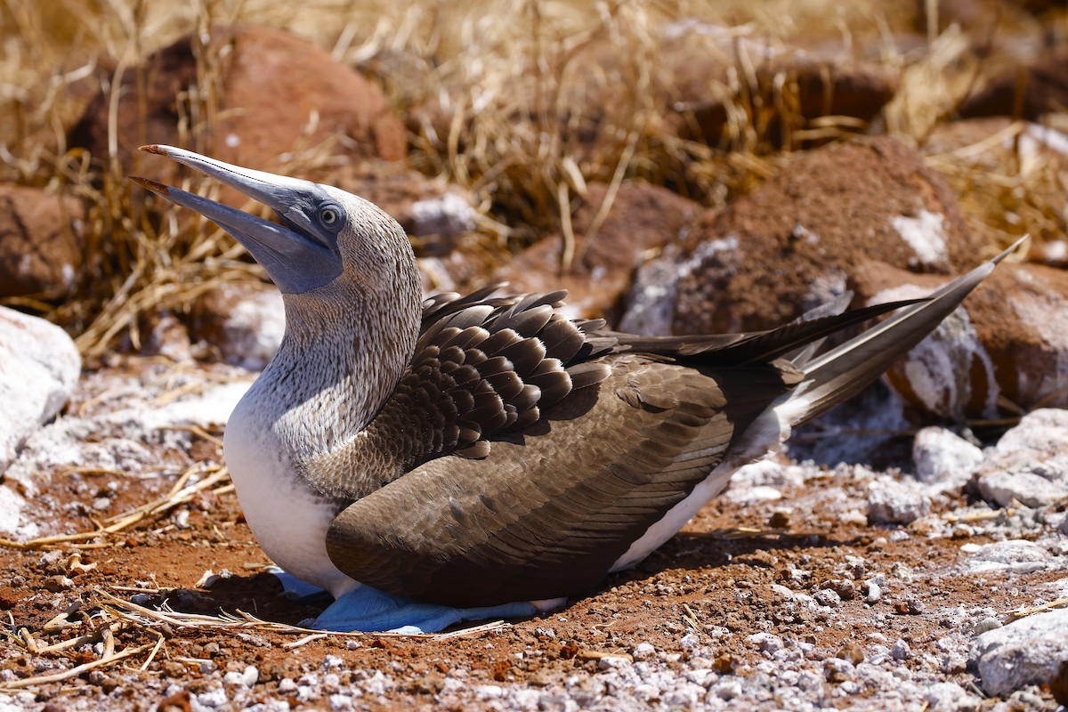 Blue-footed Booby - ML637622870