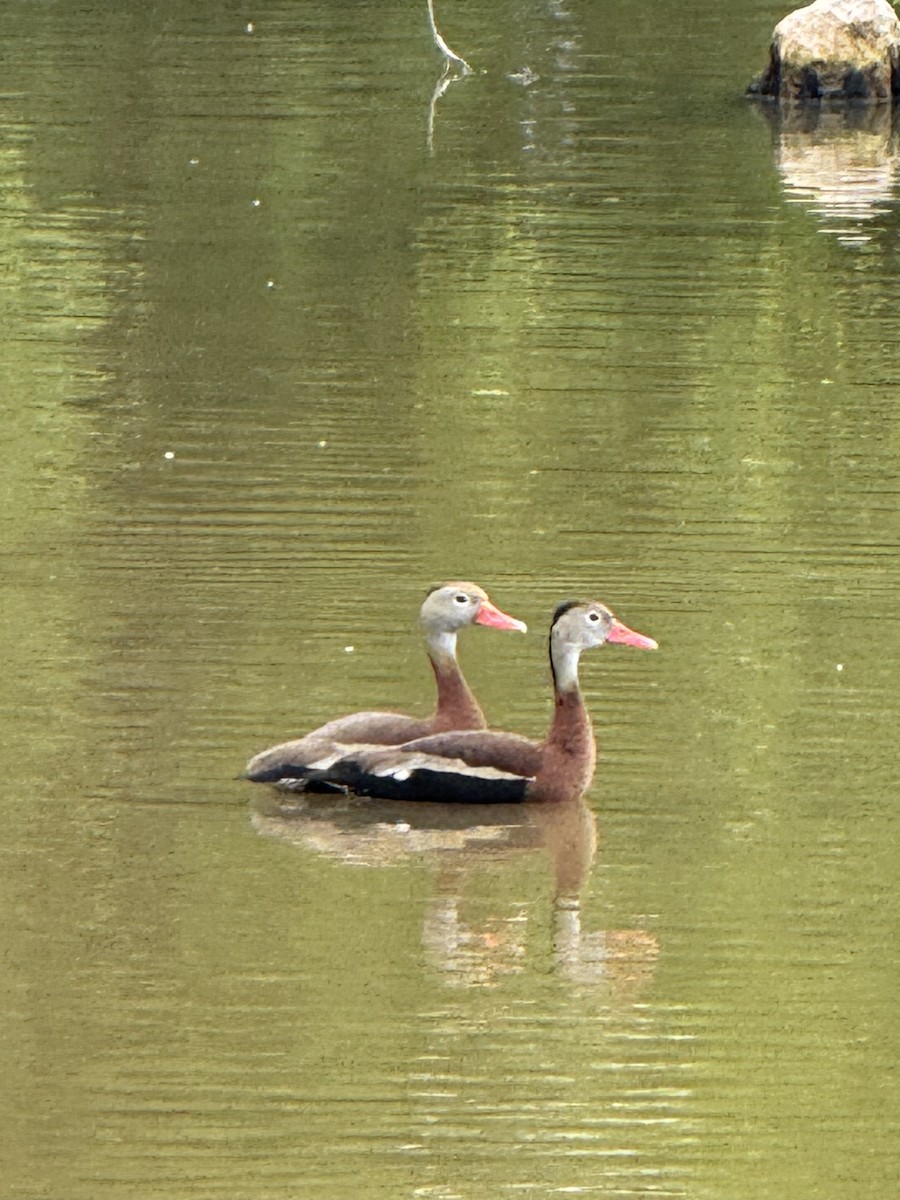 Black-bellied Whistling-Duck - ML637622872