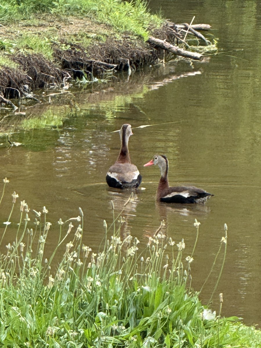 Black-bellied Whistling-Duck - ML637622873