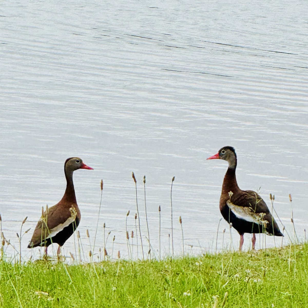 Black-bellied Whistling-Duck - ML637622874
