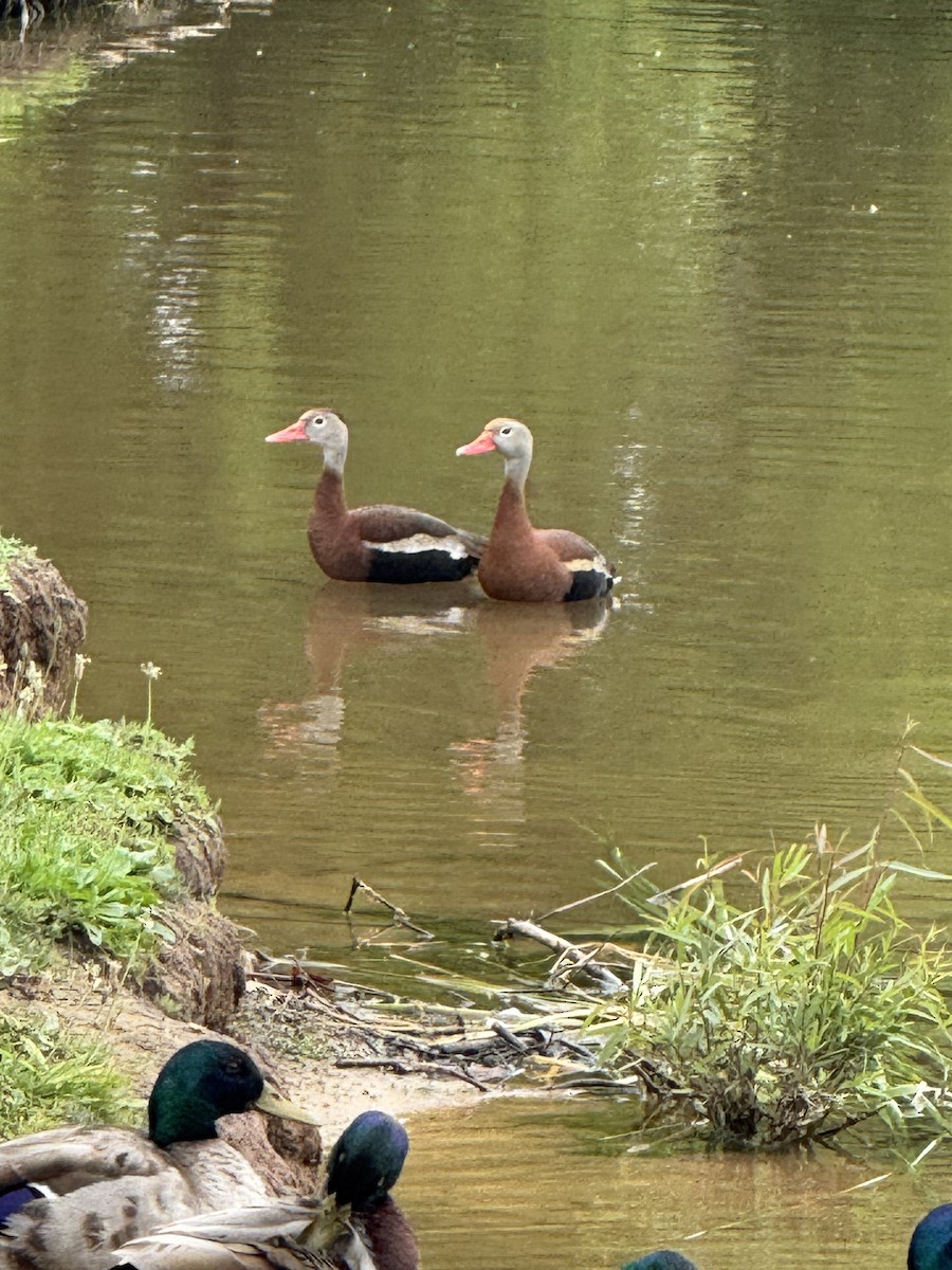 Black-bellied Whistling-Duck - ML637622875