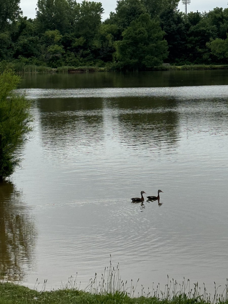 Black-bellied Whistling-Duck - ML637622876