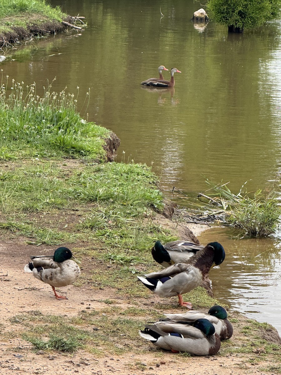 Black-bellied Whistling-Duck - ML637622877