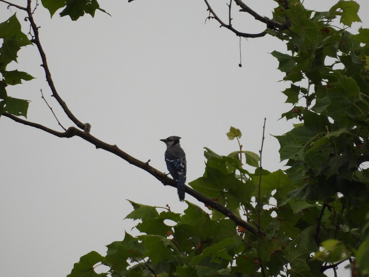 Blue Jay - ML637622927