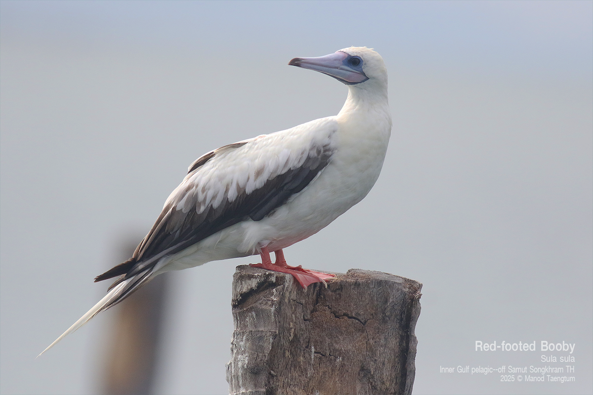 Red-footed Booby (Indopacific) - ML637622933