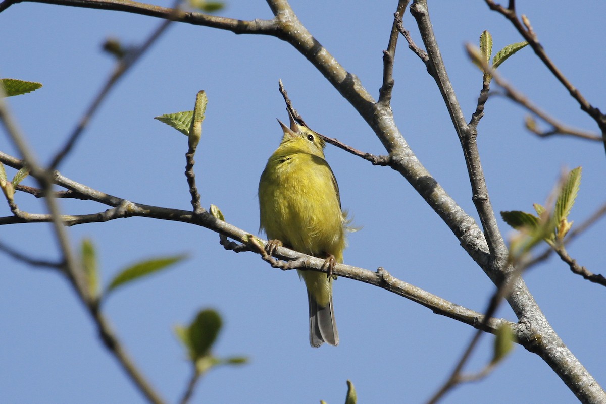 Orange-crowned Warbler - ML637622981