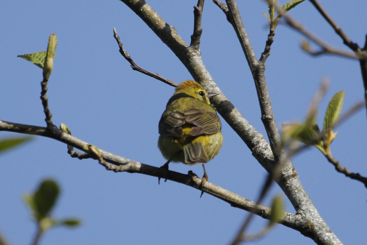 Orange-crowned Warbler - ML637623002