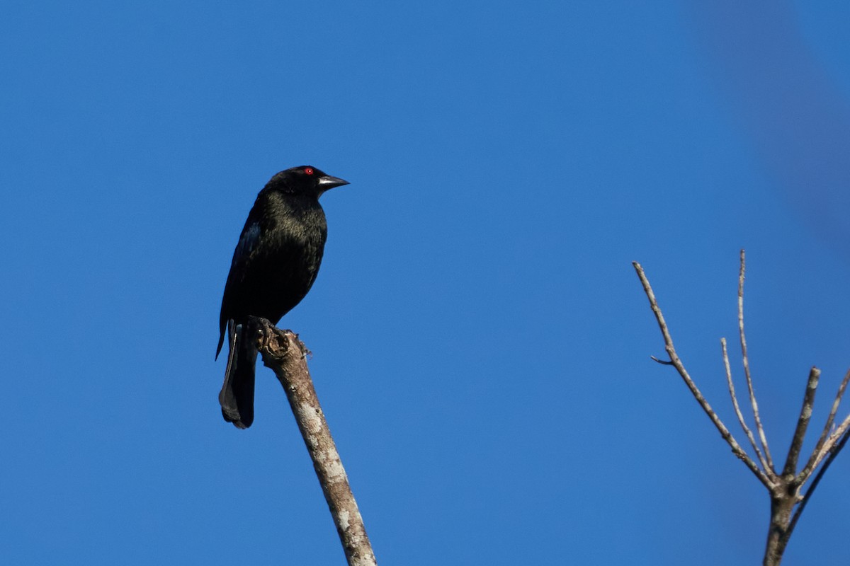 Vacher bronzé - ML637623042