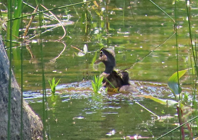 מנדרין אמריקני - ML637623048