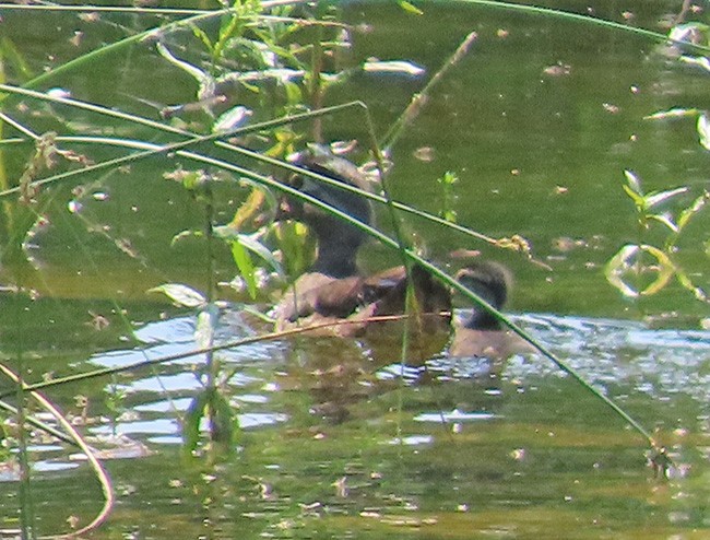 מנדרין אמריקני - ML637623051
