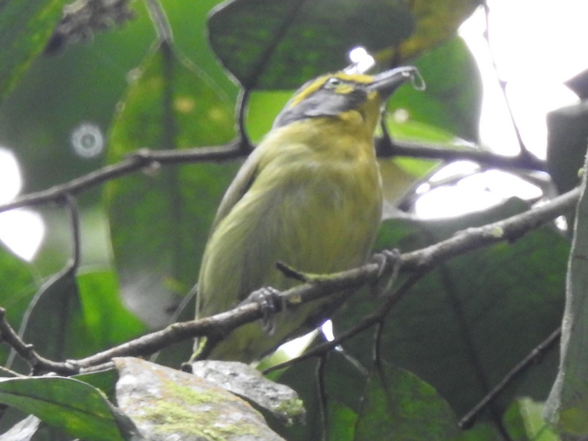 Slaty-capped Shrike-Vireo - ML637623108