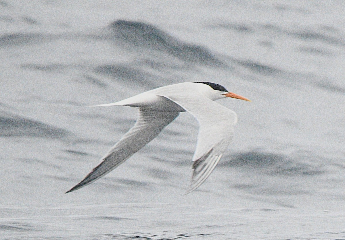Elegant Tern - ML637623116